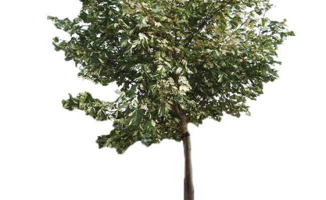 Klon jawor 'Nizetii' DUŻE SADZONKI 250-300 cm, obwód pnia 10-12 cm (Acer pseudoplatanus)
